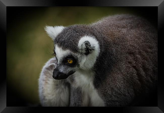 Ring-Tailed Lemur Framed Print by Celtic Origins