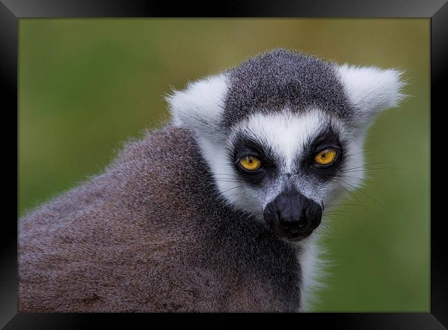 Ring-Tailed Lemur Framed Print by Celtic Origins