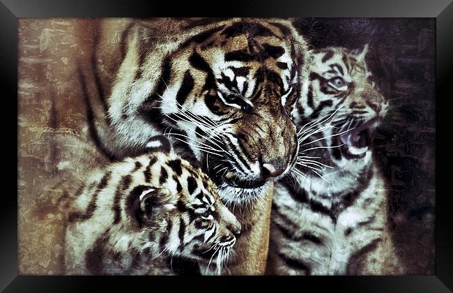 Sumatran Tiger and Cubs Framed Print by Celtic Origins