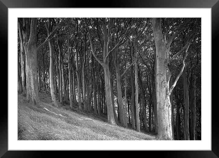 Woodland Walk Framed Mounted Print by Scott Simpson