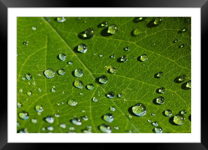 Summer Droplets Framed Mounted Print by Paul Shears Photogr