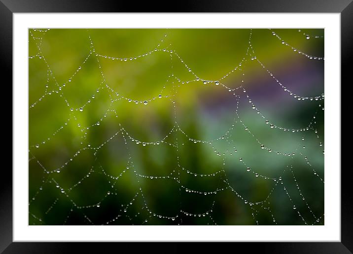 Web of Water Framed Mounted Print by Paul Shears Photogr