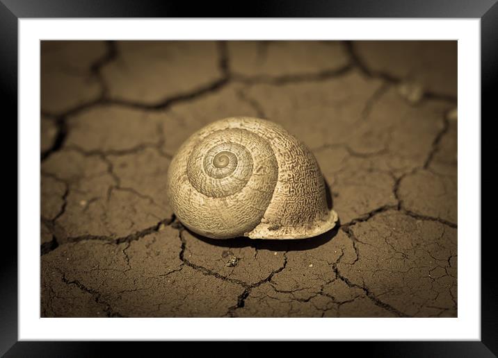 Abandoned Snail Shell Framed Mounted Print by Paul Shears Photogr