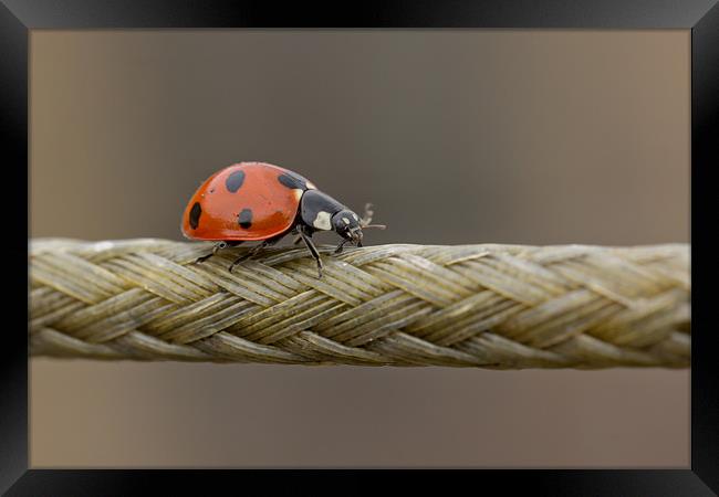 The Ladybird And The Rope Bridge Framed Print by Paul Shears Photogr