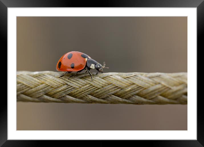 The Ladybird And The Rope Bridge Framed Mounted Print by Paul Shears Photogr