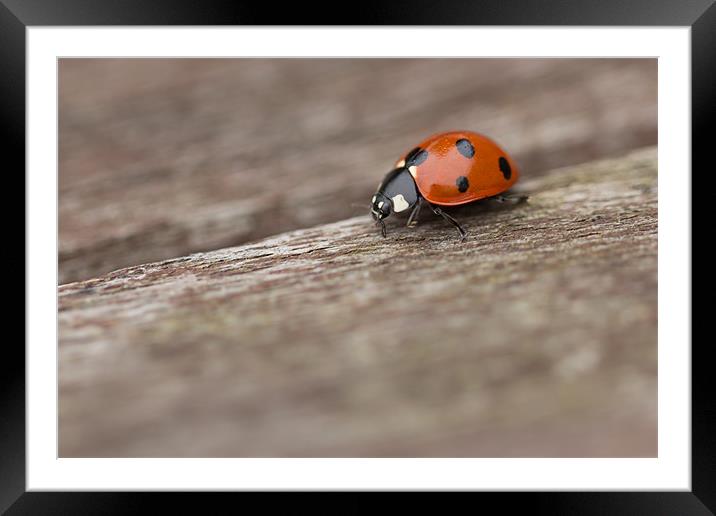 Mind The Gap Framed Mounted Print by Paul Shears Photogr