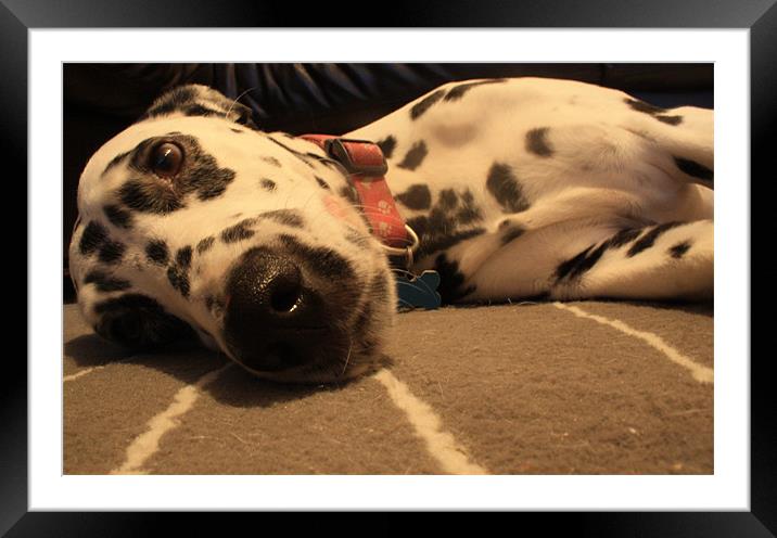 Dalmatian Dog Framed Mounted Print by freddie pickering