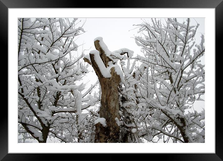 Snowy Trees Framed Mounted Print by freddie pickering