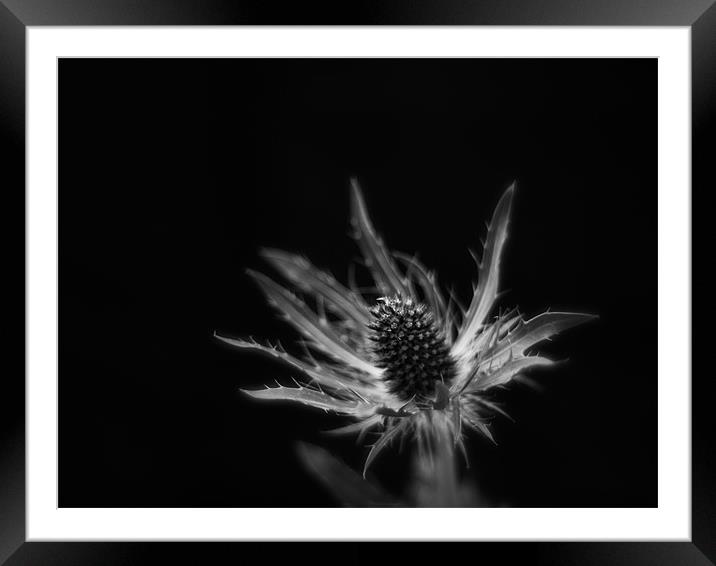 study of a prickly character Framed Mounted Print by Marcus Scott