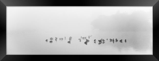 gaggle in the mist Framed Print by Marcus Scott