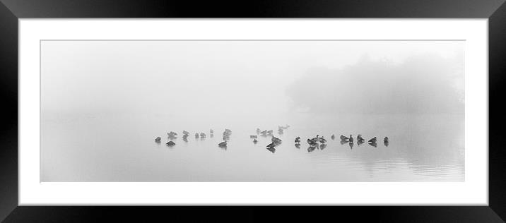 gaggle in the mist Framed Mounted Print by Marcus Scott