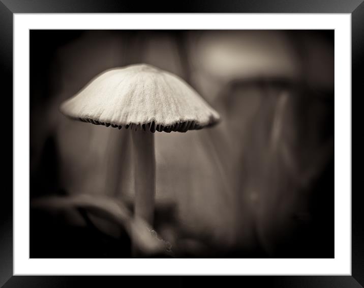 mushroom study Framed Mounted Print by Marcus Scott