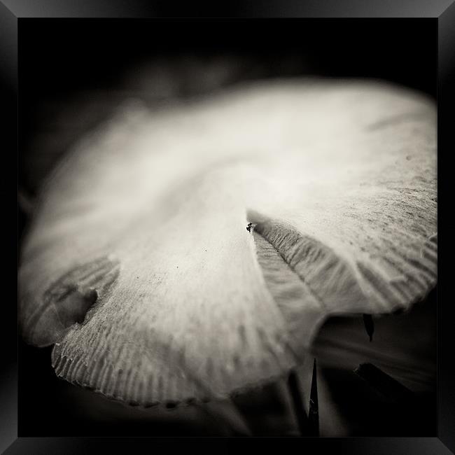 wild mushroom Framed Print by Marcus Scott