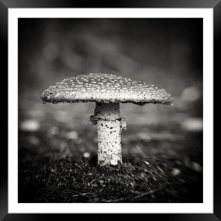 Fly Agaric Framed Mounted Print by Marcus Scott
