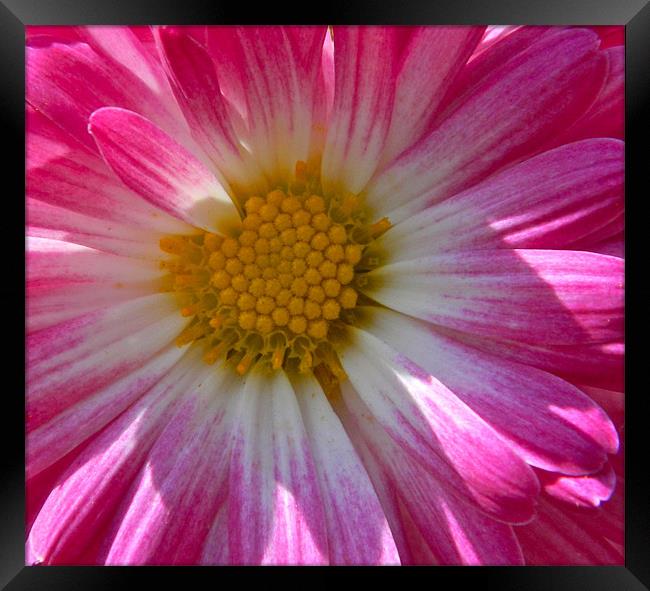 pink chrysanthemum Framed Print by anthony pallazola