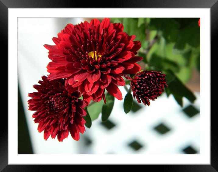 red chrysanthemums Framed Mounted Print by anthony pallazola