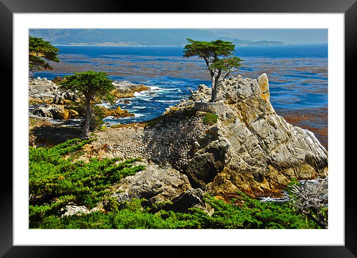 Cypress and rocks in Monterey Framed Mounted Print by Jonah Anderson Photography