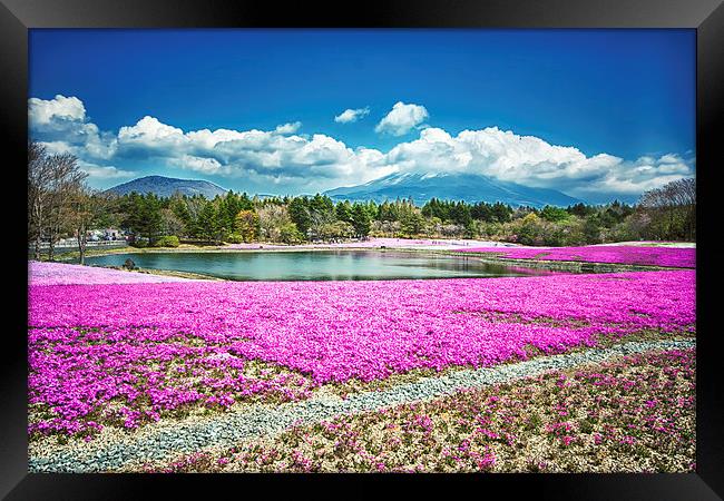 Pink Flowers Blue Sky Framed Print by Jonah Anderson Photography
