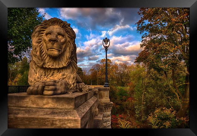 The Lion and the Lamp Post  Framed Print by Jonah Anderson Photography