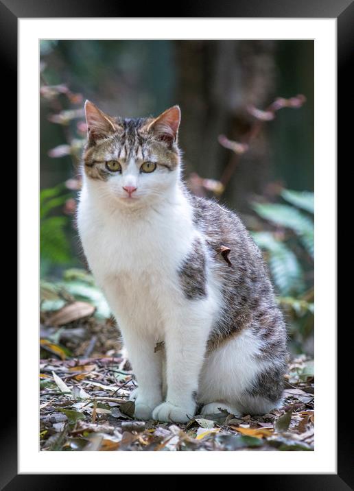 Japanese Cat Framed Mounted Print by Jonah Anderson Photography