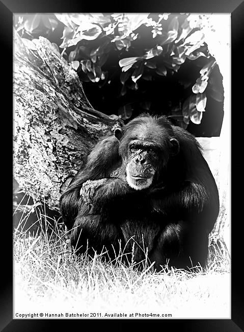 A Chimpanzee Study Framed Print by Hannah Batchelor