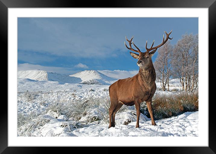 Deer Stag, Glencoe Framed Mounted Print by Grant Glendinning