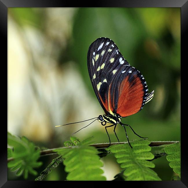 Tiger Longwing Butterfly Framed Print by Grant Glendinning