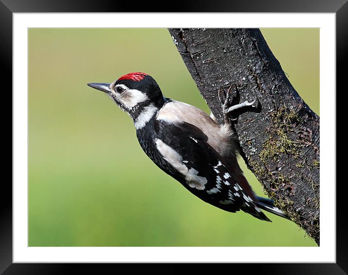 Great Spotted Woodpecker Framed Mounted Print by Grant Glendinning