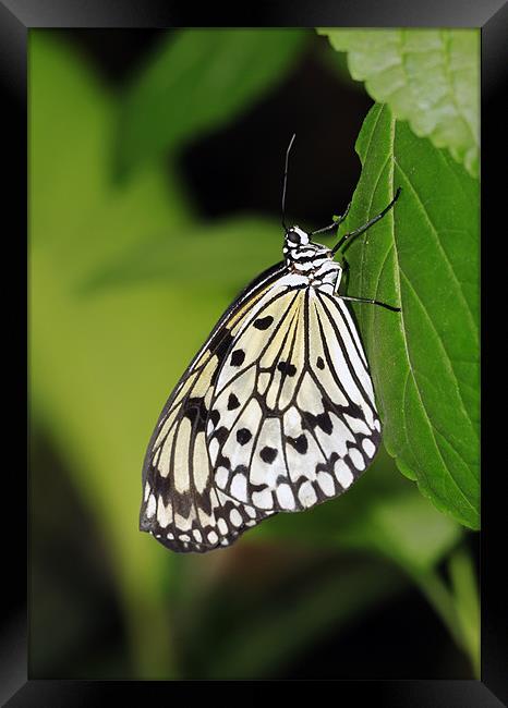 Tree Nymph Butterfly Framed Print by Grant Glendinning