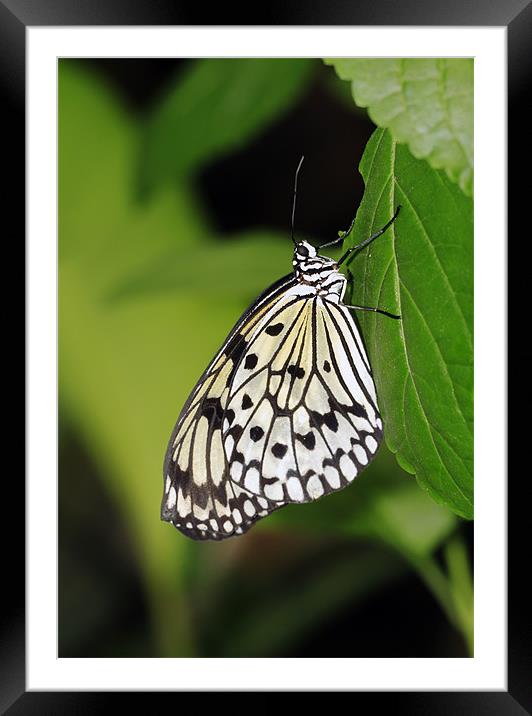 Tree Nymph Butterfly Framed Mounted Print by Grant Glendinning
