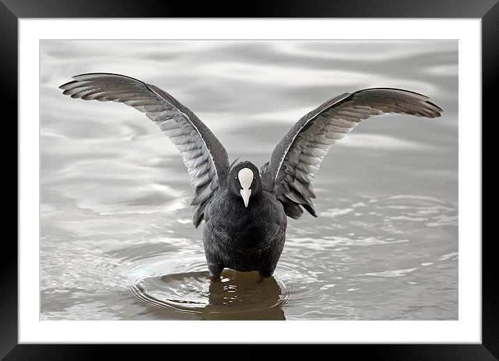 Coot with open wings Framed Mounted Print by Grant Glendinning