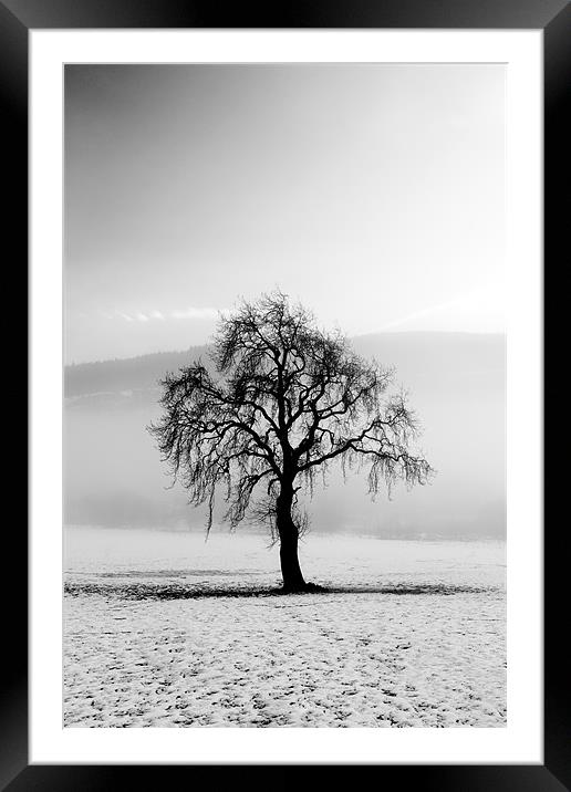 Lone tree in the snow Framed Mounted Print by Grant Glendinning