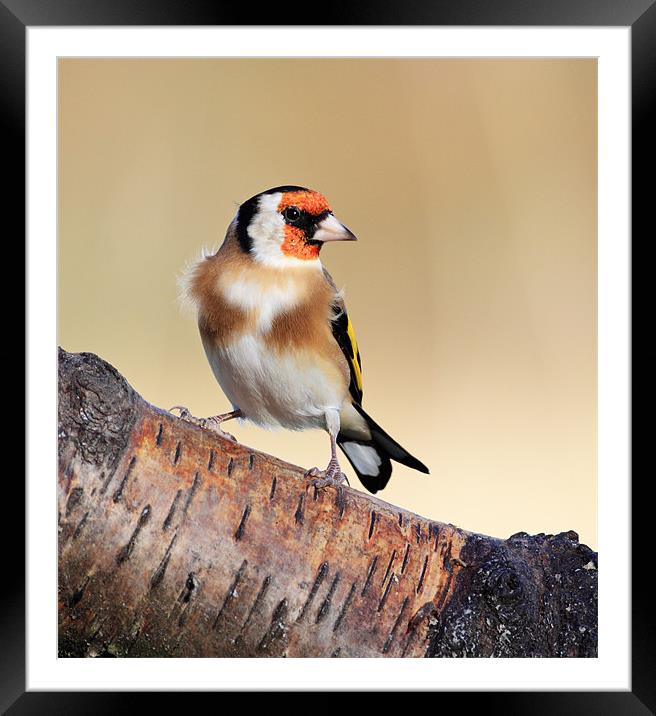 Goldfinch Framed Mounted Print by Grant Glendinning