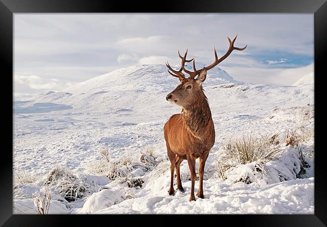 Deer Stag in the snow Framed Print by Grant Glendinning