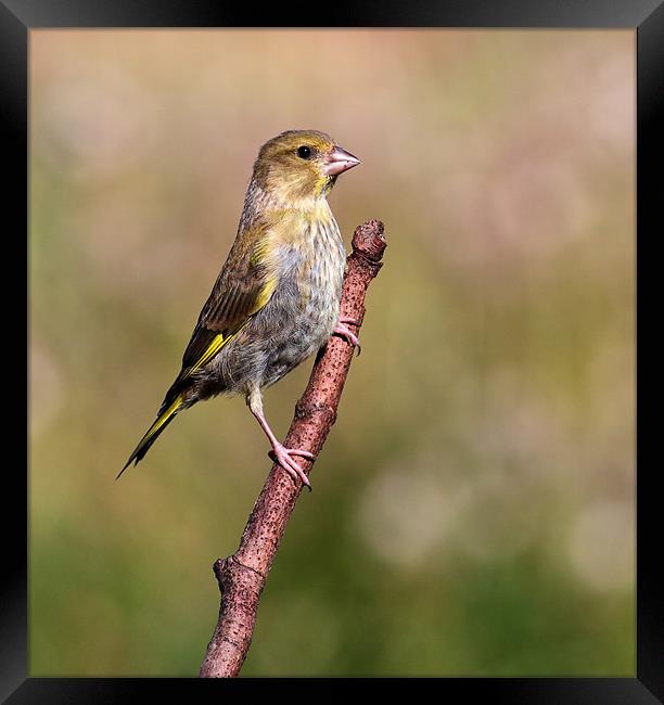 Greenfinch Framed Print by Grant Glendinning