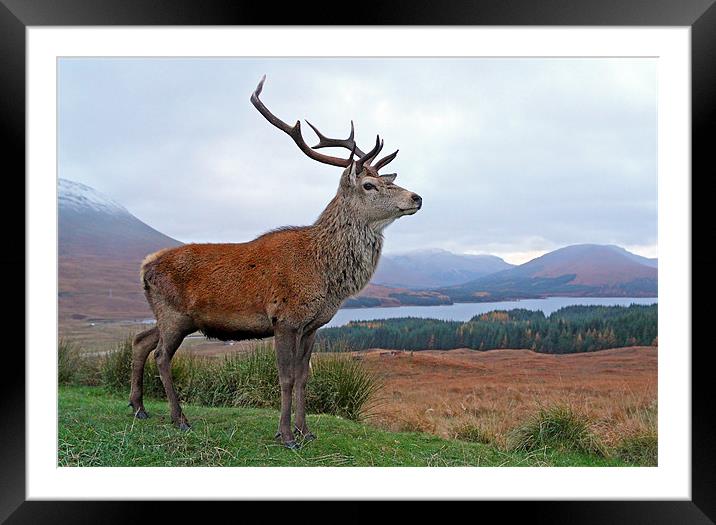 Deer Stag Framed Mounted Print by Grant Glendinning