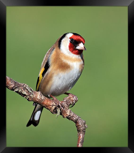 Goldfinch Framed Print by Grant Glendinning