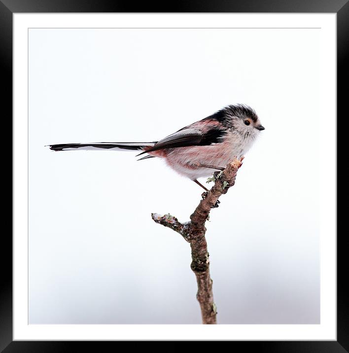 Long-tailed tit Framed Mounted Print by Grant Glendinning
