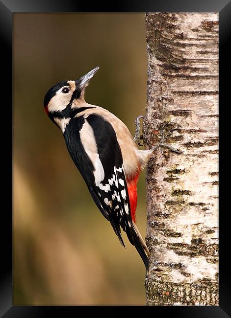 Great spotted woodpecker Framed Print by Grant Glendinning