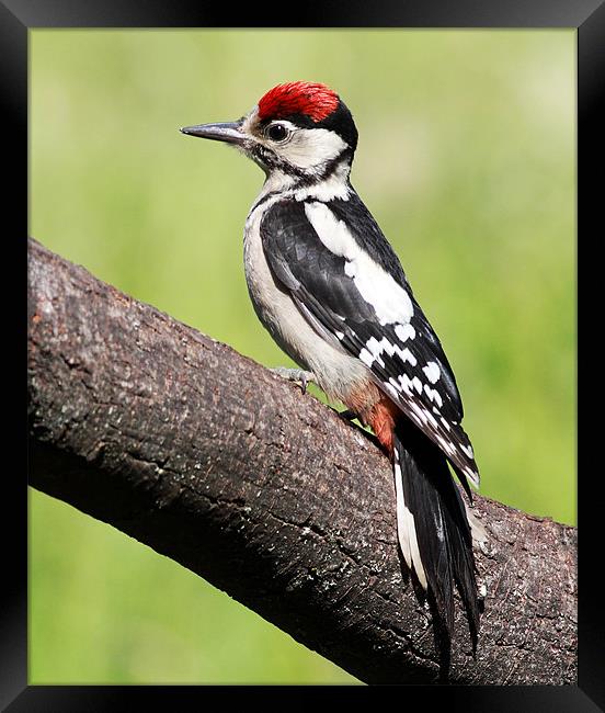 Great spotted woodpecker Framed Print by Grant Glendinning