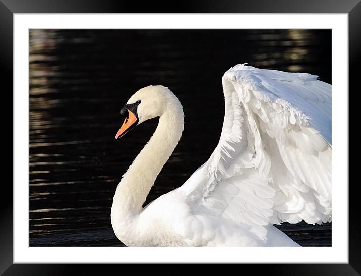 Mute Swan Framed Mounted Print by Grant Glendinning