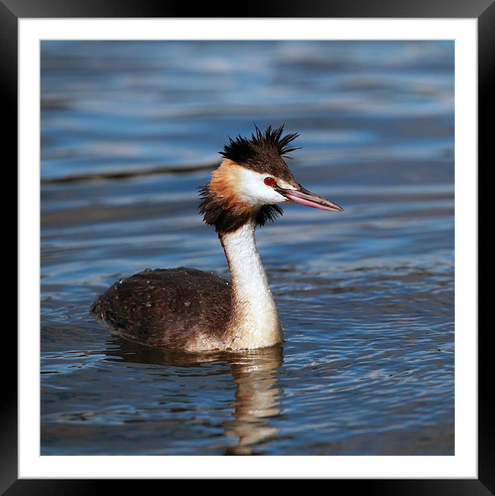Great crested Grebe Framed Mounted Print by Grant Glendinning