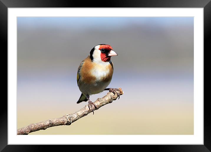 Goldfinch Framed Mounted Print by Grant Glendinning