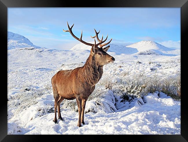Deer Stag in snow Framed Print by Grant Glendinning
