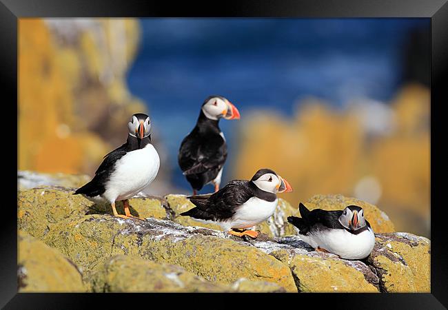 Puffins Framed Print by Grant Glendinning