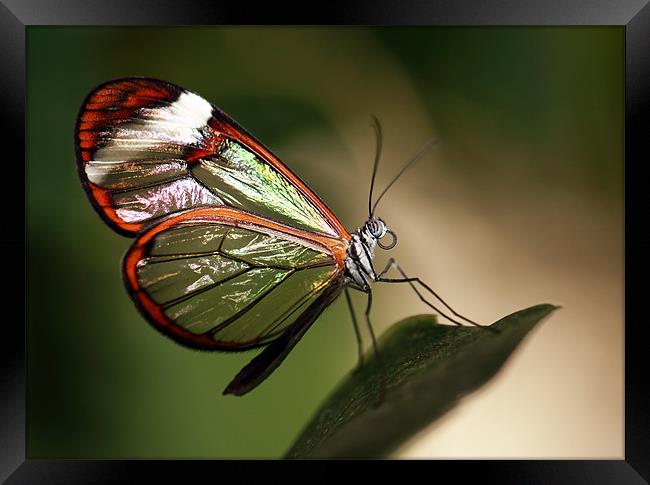 Glasswing Butterfly Framed Print by Grant Glendinning