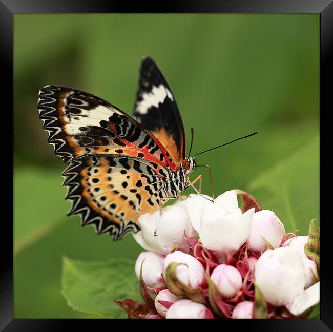 Malay Lacewing Framed Print by Grant Glendinning