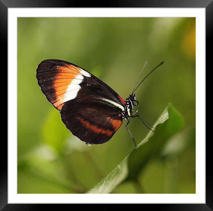 Postman butterfly Framed Mounted Print by Grant Glendinning