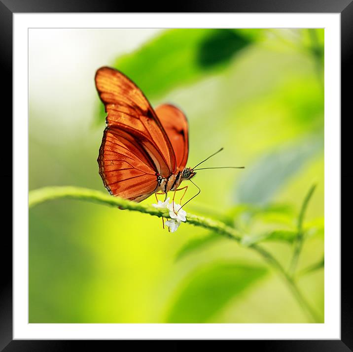Flame butterfly Framed Mounted Print by Grant Glendinning