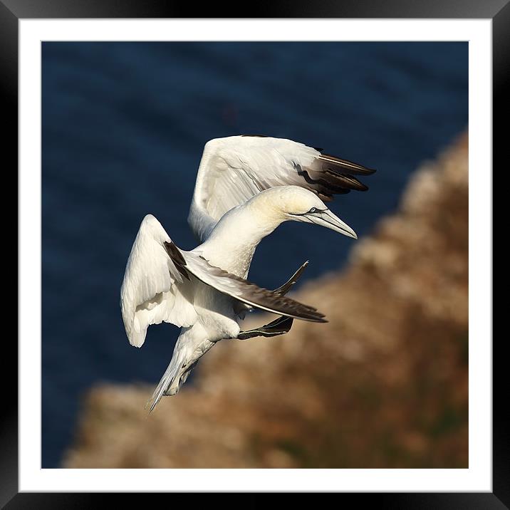 Northern Gannet Framed Mounted Print by Grant Glendinning